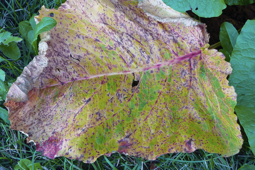 20120907-P1010263-Modifier-2-Modifier